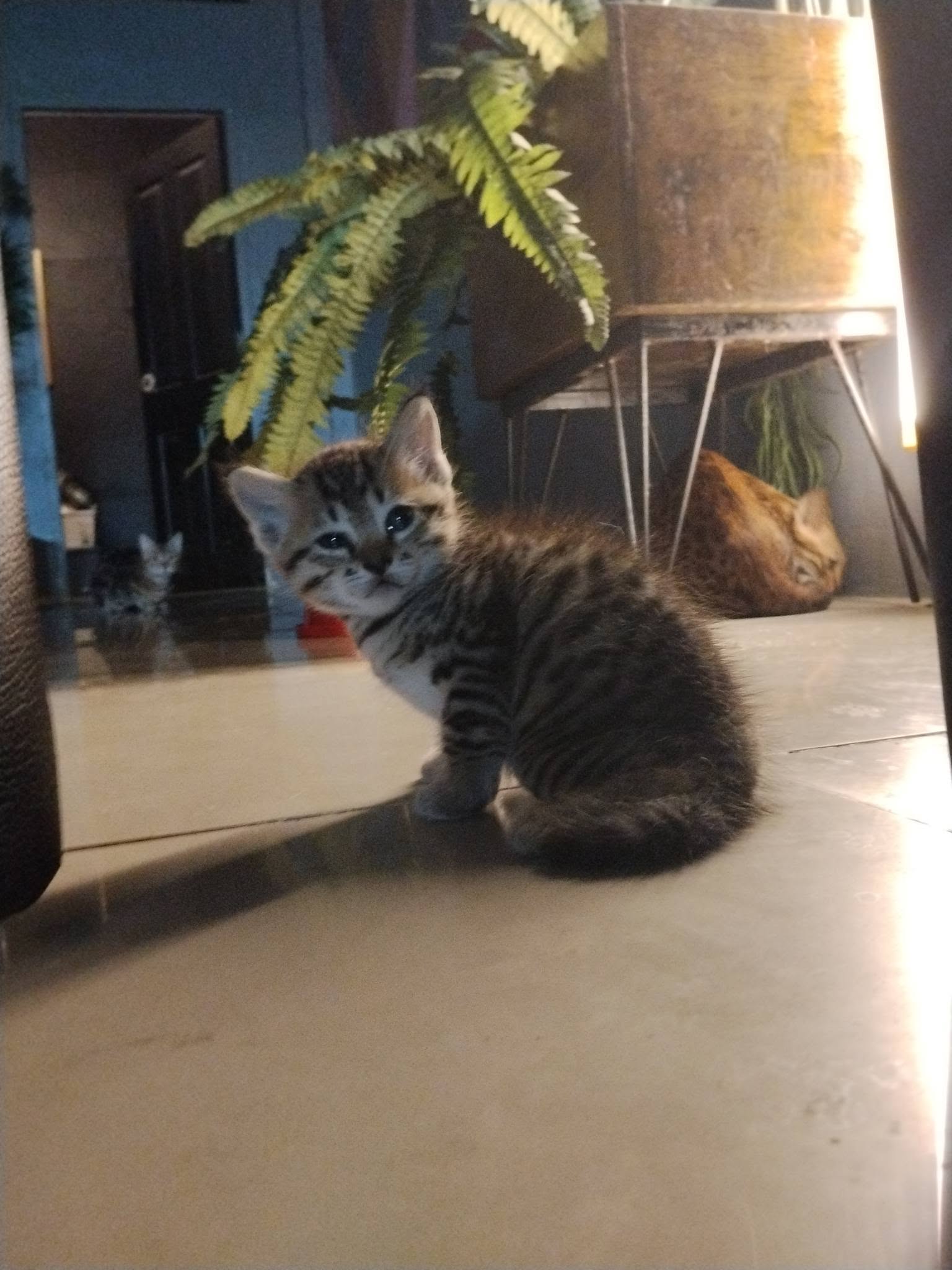 Resident cat at Buds House Cafe Don Mueang